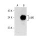 LIME Antibody (H-8) - Western Blotting - Image 155843