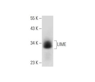 LIME Antibody (H-8) - Western Blotting - Image 325109 