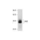 LIME Antibody (H-8) - Western Blotting - Image 325109 