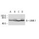 LIMK-1 Antibody (C-10) - Western Blotting - Image 8852 