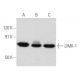 LIMK-1 Antibody (C-10) - Western Blotting - Image 356640 