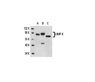 LIMP II Antibody (D-4) - Western Blotting - Image 15063 