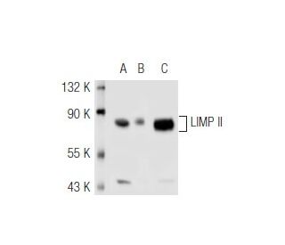 LIMP II Antibody (D-3) - Western Blotting - Image 46315Each CRISPR/Cas9 Knockout (KO) Plasmid product consists of a pool of 3 plasmids designed to ensure identification and cleavage of a specific gene for maximum knockout efficiency. Each plasmid encodes a unique 20 nt sequence derived from the GeCKO (v2) library. 