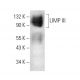 LIMP III Antibody (5A-9) - Western Blotting - Image 3772