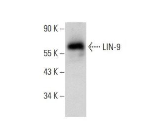 LIN-9 Antibody (Mab#1) - Western Blotting - Image 303413