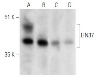 LIN37 Antibody (G-3) - Western Blotting - Image 357317 