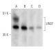 LIN37 Antibody (G-3) - Western Blotting - Image 357317 