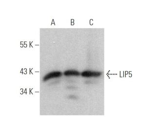LIP5 Antibody (C-1) - Western Blotting - Image 373951 