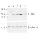 LPS: sc-21855. Western blot analysis of Dhh expression in untreated (A), Pervanadate treated (B), Anisomycin-treated (C),