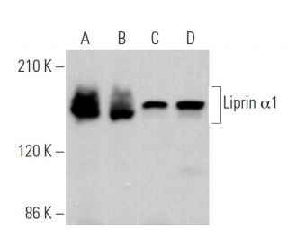 Liprin &alpha;1 Antibody (A-2) - Western Blotting - Image 366229 