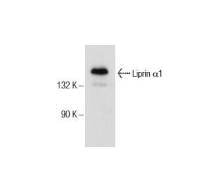 Liprin &alpha;1 Antibody (A-5) - Western Blotting - Image 154080 