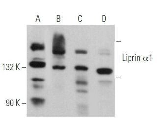 Liprin &alpha;1 Antibody (F-1) - Western Blotting - Image 368694 