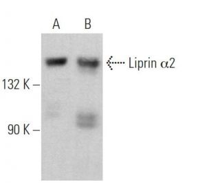 Liprin &alpha;2 Antibody (C-10) - Western Blotting - Image 369411 