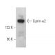 Liprin α2 Antibody (C-10) - Western Blotting - Image 369409