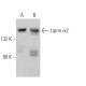 Liprin α2 Antibody (C-10) - Western Blotting - Image 369411 