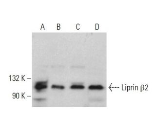 Liprin &beta;2 Antibody (A-6) - Western Blotting - Image 376584 