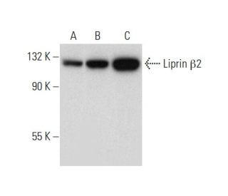 Liprin &beta;2 Antibody (H-4) - Western Blotting - Image 318368 