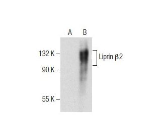 Liprin &beta;2 Antibody (H-6) - Western Blotting - Image 155830 