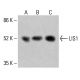 LIS1 抗体 (C-7):sc-393320。通过蛋白质印迹分析 HeLa (A)、K-562 (B) 和 HCT-116 (C) 完整细胞裂解物中 LIS1 的表达。使用的检测试剂:m-IgG Fc BP-HRP:sc-525409。 LIS1 Antibody (C-7) - Western Blotting - Image 415234