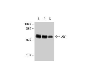 LKB1 Antibody (Ley 37D/G6) - Western Blotting - Image 8912 