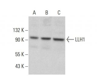 LLH1 Antibody (B-5) - Western Blotting - Image 360226