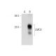 LMO2 Antibody (H-10) - Western Blotting - Image 320936