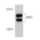 LMO7 Antibody (C-5) - Western Blotting - Image 358715 