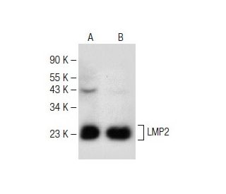 LMP2 Antibody (G-3) - Western Blotting - Image 147771 