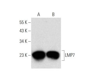 LMP7 Antibody (D-12) - Western Blotting - Image 143562 