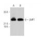 LMP7 Antibody (D-12) - Western Blotting - Image 372383 