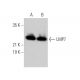LMP7 Antibody (D-12) - Western Blotting - Image 372385
