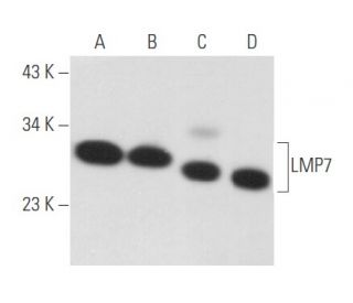 LMP7 Antibody (D-2) - Western Blotting - Image 356652 