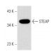 STEAP Antibody (B-4) - Western Blotting - Image 137660