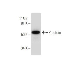 Prostein Antibody (A-5) - Western Blotting - Image 292039 