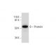 Prostein Antibody (A-5) - Western Blotting - Image 292039 
