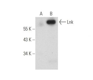 Lnk Antibody (F-9) - Western Blotting - Image 314162