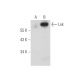 Lnk Antibody (F-9) - Western Blotting - Image 314162