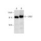 LNX2 Antibody (B-3) - Western Blotting - Image 301499 