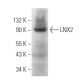 LNX2 Antibody (B-3) - Western Blotting - Image 372119