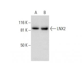 LNX2 Antibody (D-3) - Western Blotting - Image 301498 