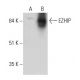 EZHIP Antibody (D-1) - Western Blotting - Image 345880 