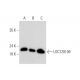 LOC728109 Antibody (G-2) - Western Blotting - Image 344730