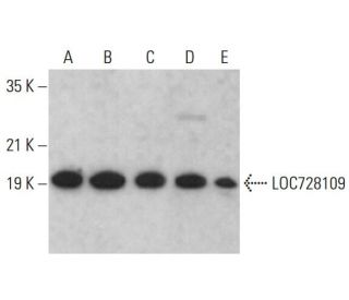 LOC728109 Antibody (G-2) - Western Blotting - Image 377115 