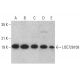 LOC728109 Antibody (G-2) - Western Blotting - Image 377115 