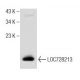LOC728213 Antibody (B-12) - Western Blotting - Image 160502 