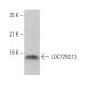 LOC728213 Antibody (B-12) - Western Blotting - Image 372003
