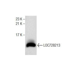 LOC728213 Antibody (D-6) - Western Blotting - Image 160891 