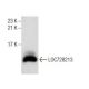 LOC728213 Antibody (D-6) - Western Blotting - Image 160891 