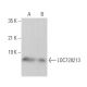 LOC728213 Antibody (D-6) - Western Blotting - Image 372002