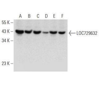 LOC729632 Antibody (G-4) - Western Blotting - Image 331147 